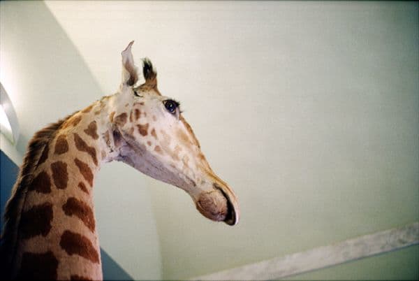 Girafe - Musée Specola - Florence - 2014