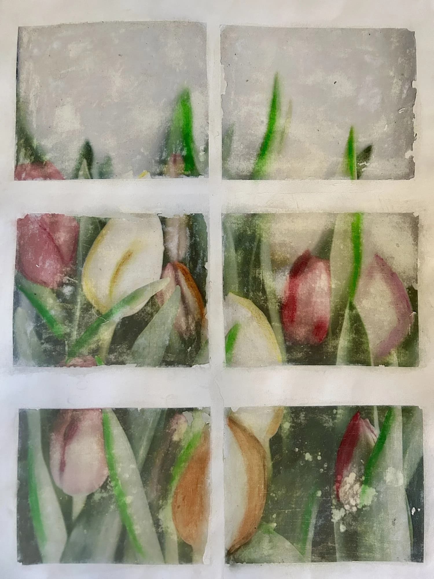 Tulipes — Gilles Bingisser
